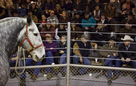 horse sales struggle with new rules canadian horse defence horse sales 465x295