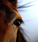 horse eye2