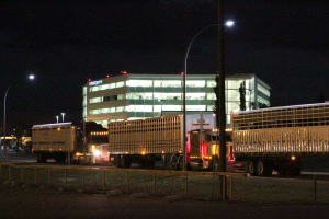 Trailers with draft horses lined up beside WestJet's head office in Calgary.