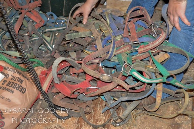 halters from those who shipped